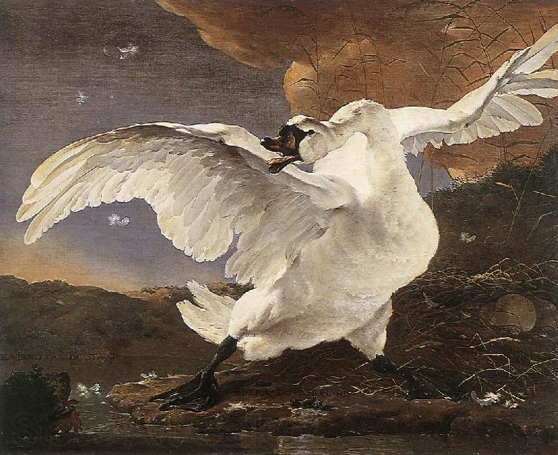 ASSELYN, Jan The Threatened Swan Norge oil painting art